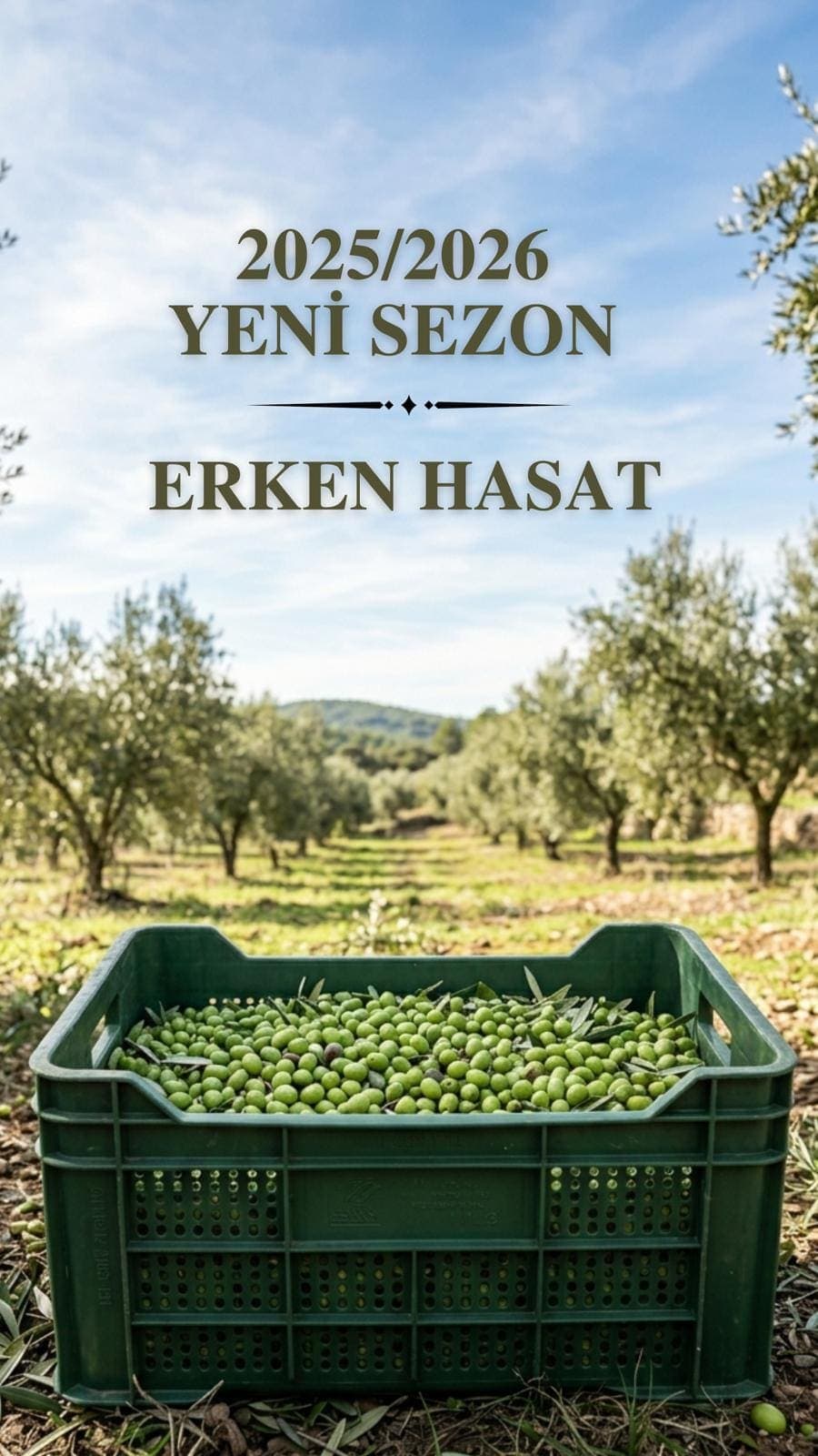 Erken Hasat Zeytinyağı Nedir, Neden Daha Değerli?