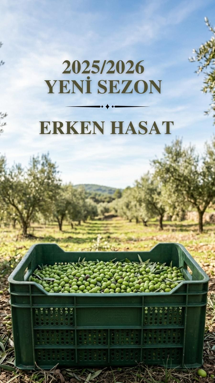 Erken Hasat Zeytinyağı Nedir, Neden Daha Değerli?