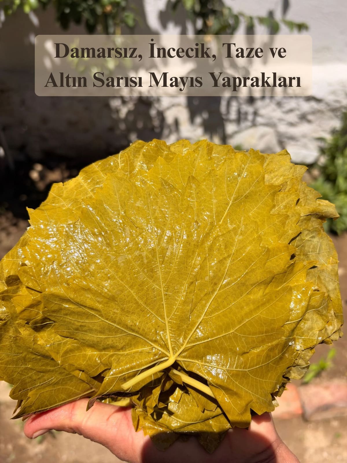 Asma Yaprağı Sarması (Yaprak Sarma) Tarifi